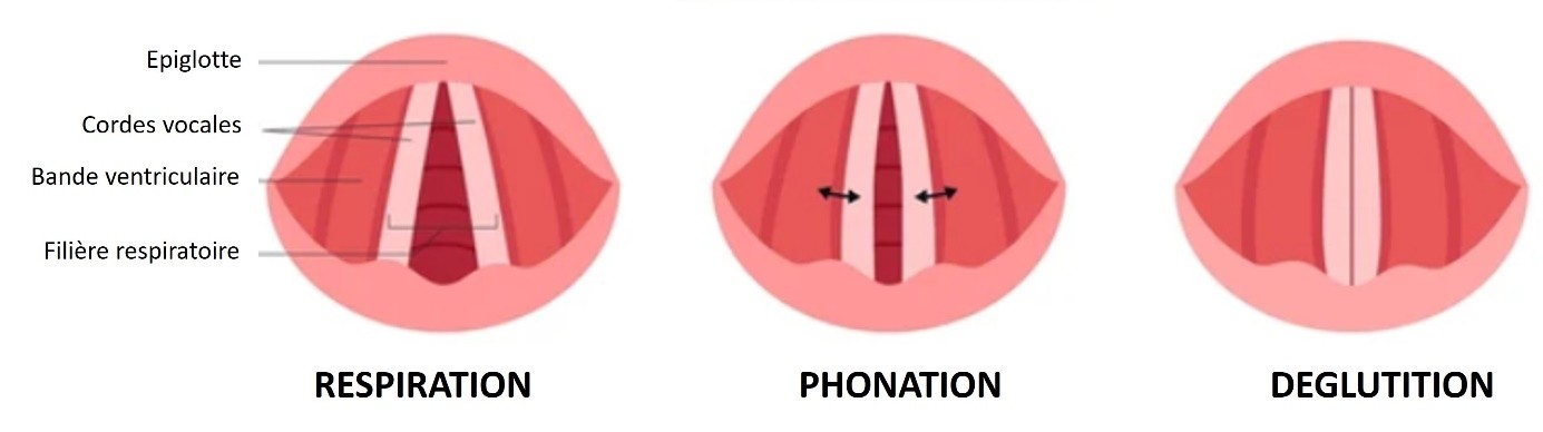 Image 1. Position des cordes vocales lors des différentes fonctions du larynx.